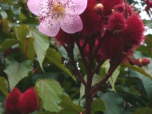  Annatto - flowering plants