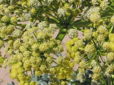  Asafoetida used in medicine