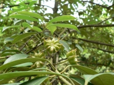  Badyan fruits on the tree