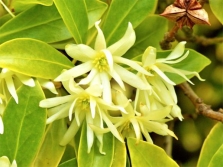  Light yellow flowers of a badian