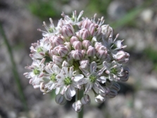  Blooming garlic