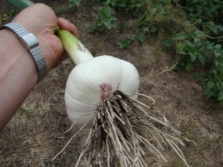  Lyubasha's garlic