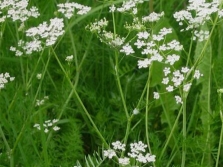  Cumin plant