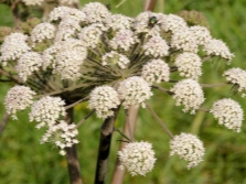  Cumin plant