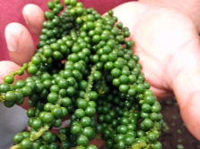  Black pepper grown at home