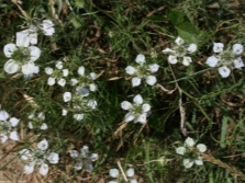  Nigella arvensis