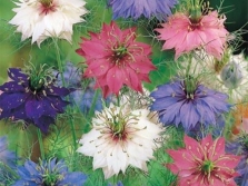  Nigella Flowers