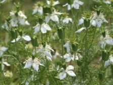  Nigella Sativa