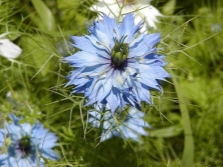  Nigella damascena