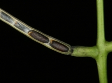  Garlic seeds in a pod