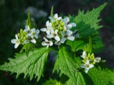  Blooming garlic grass