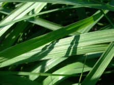  Citronella leaves