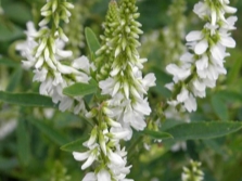  Flowering clover