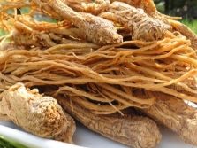  Root of Chinese Angelica