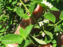  Mexican oregano