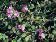  Fine leaf oregano