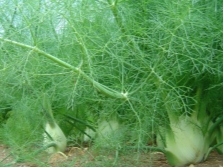  Fennel leaves