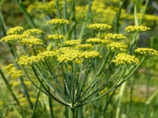  Fennel virág