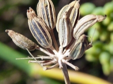  Fennel fruits