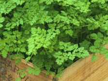  Chervil on home bed