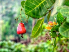  Cashew fruit