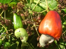  Cashew Cashew Fruit