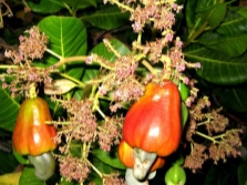  Cashew fruit on tree