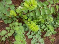  Growing of a burnet