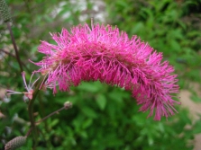  Burnet Cantik