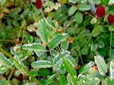  The burnet is variegated