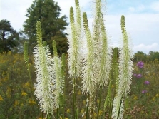  Canadian burnet