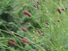  The burnet has 27 different species.