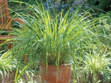  Sorgo lemon in a pot