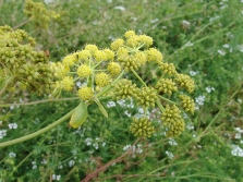  Inflorescences lovage