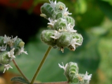  Fruits of marjoram