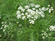  Cumin plant