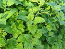  Lemon balm