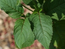  Leaves of monarda