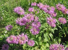  Monarda fistrous