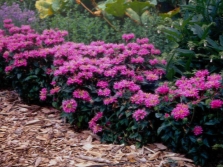  Growing monarda on the plot