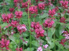  Monarda bíboros