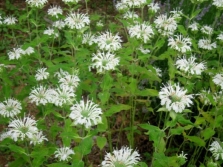  monarda snow white