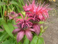  Monarda balance