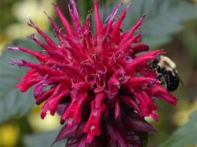  Monarda rovarokat vonz