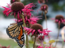  Monarda és pillangók