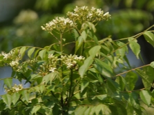  Murayi leaves