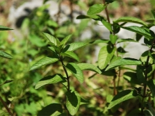  Peppermint Stems