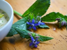  Borage for mashed soup