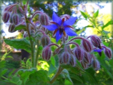  Borage