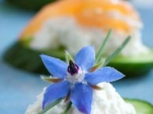  Borage Cucumber